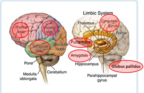 神经内科看哪些疾病